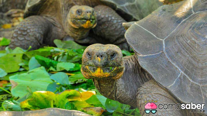 ¿Cómo Saber la Edad de una Tortuga? - Comosaber.online