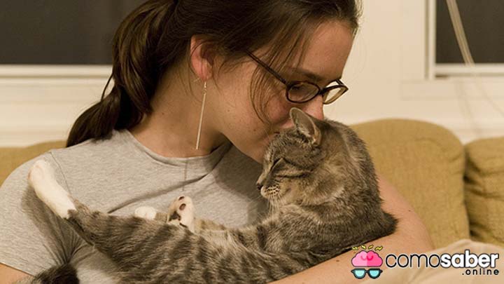 como saber cuando tu gato te quiere