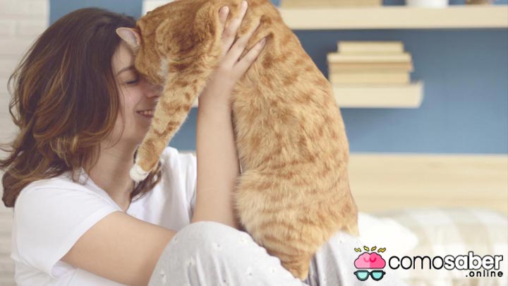 como saber cuando mi gato realmente me ama